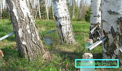 370-Birch-sapka előny és kár