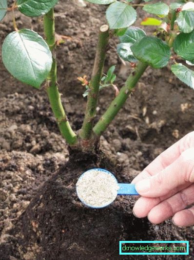 137 Hibrid tea rózsa