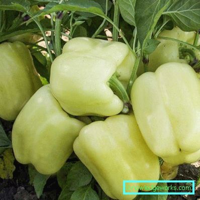 335 - A paprika erősítése