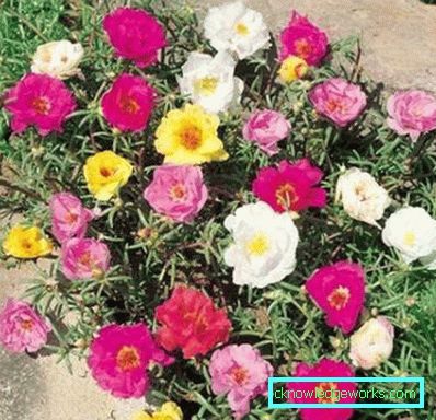 226-Portulaca-virágok