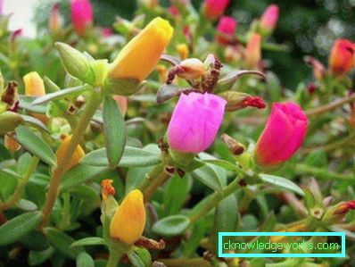 226-Portulaca-virágok