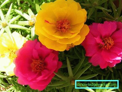 226-Portulaca-virágok