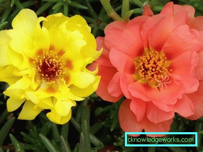 226-Portulaca-virágok