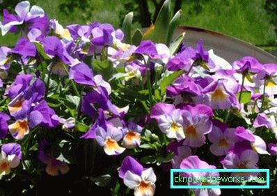 272-Viola Virágok (árvácskák)