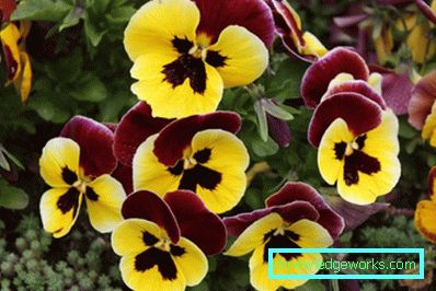 272-Viola Virágok (árvácskák)