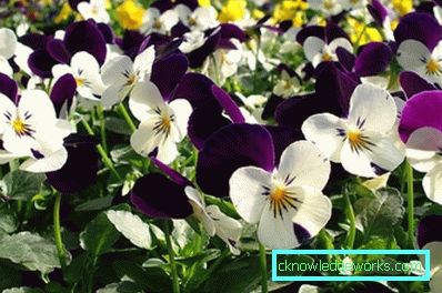 272-Viola Virágok (árvácskák)