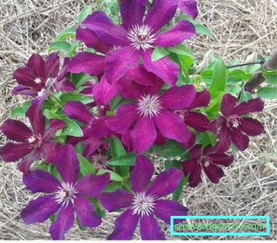 143-Clematis Leírás