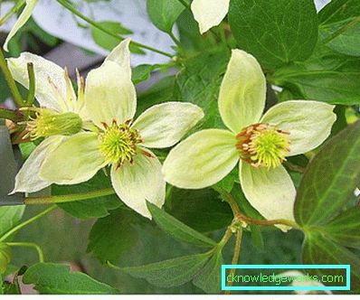 143-Clematis Leírás