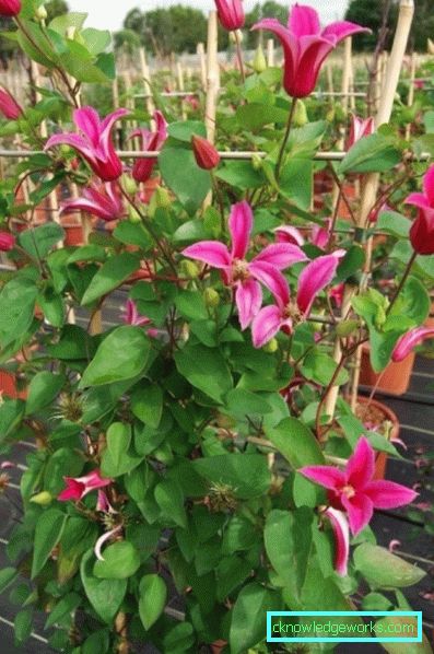 143-Clematis Leírás