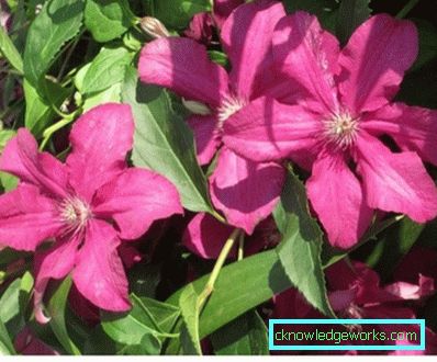 143-Clematis Leírás