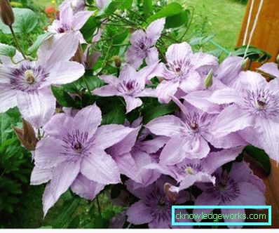 143-Clematis Leírás