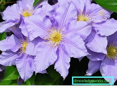 289-Clematis Szibériában