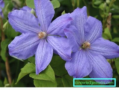 289-Clematis Szibériában