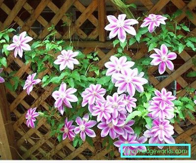 289-Clematis Szibériában