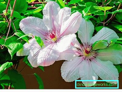 289-Clematis Szibériában