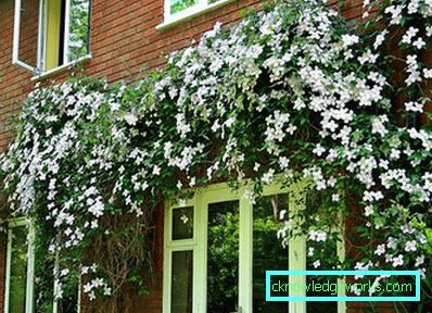 289-Clematis Szibériában