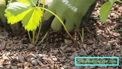 363-Mulching eper