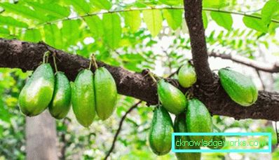274 Uborkafa (Bilimbi)