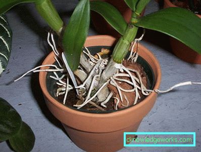 300 megállt virágzó orchidea