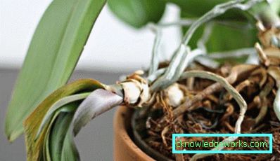 300 megállt virágzó orchidea