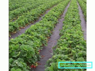 283-Eperek ültetése agrofibre