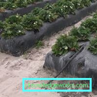 283-Eperek ültetése agrofibre