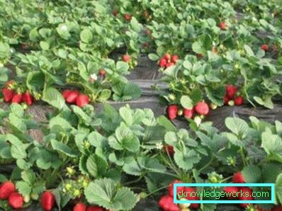 283-Eperek ültetése agrofibre