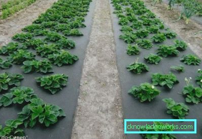 283-Eperek ültetése agrofibre