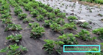 283-Eperek ültetése agrofibre