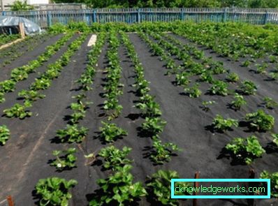 283-Eperek ültetése agrofibre