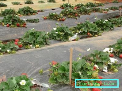 283-Eperek ültetése agrofibre