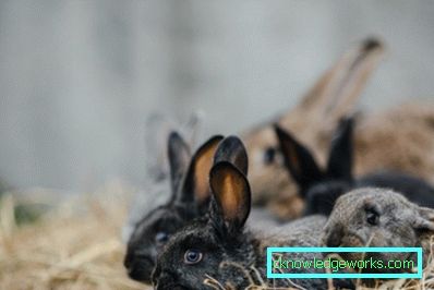 219 tenyésztő nyulak kezdőknek