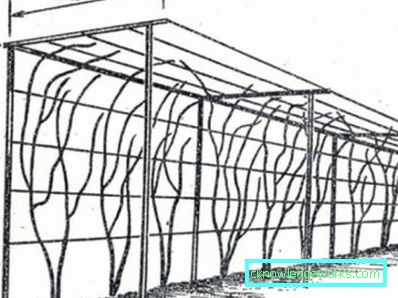 256-as növekvő uborka-technológia