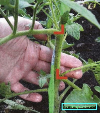 55 Tomato Budenovka