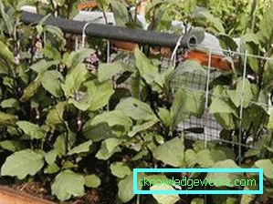 190 - Növényi padlizsánok az üvegházban