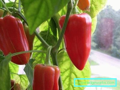 352-növekvő paprika otthon