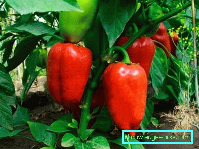 352-növekvő paprika otthon