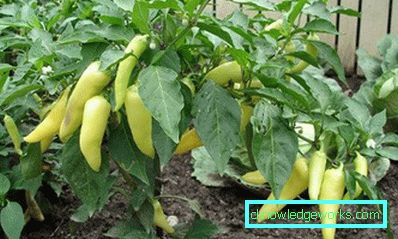 352-növekvő paprika otthon