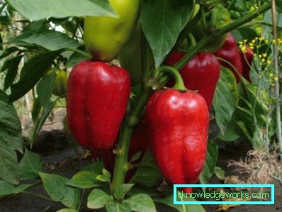 352-növekvő paprika otthon