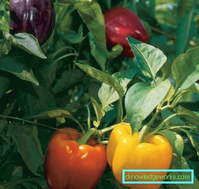 352-növekvő paprika otthon
