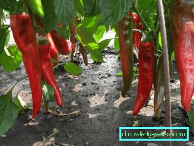352-növekvő paprika otthon