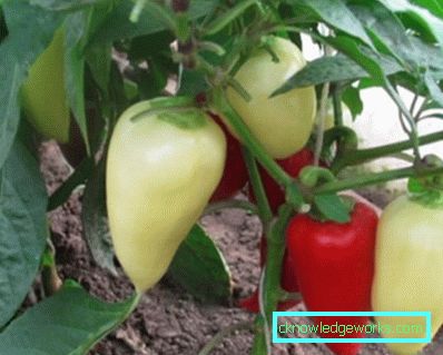 352-növekvő paprika otthon