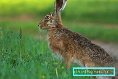 62-Hares a kertben